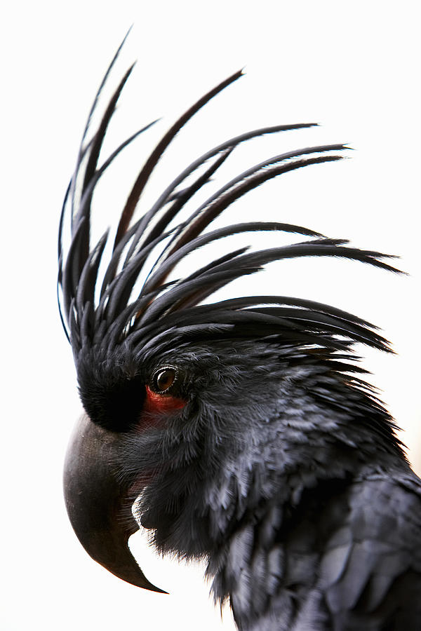 Palm Cockatoo, close-up Photograph by Allan Baxter