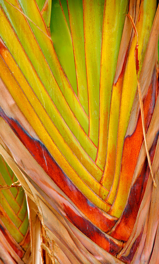 Palm Colors Photograph by Steven Ainsworth