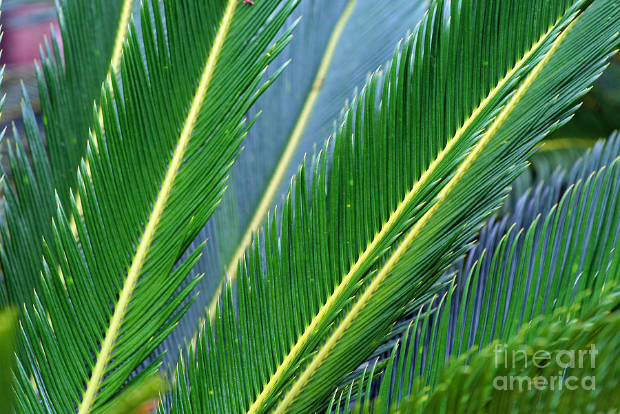 Palm Cycas Fronds Photograph by Karen Adams