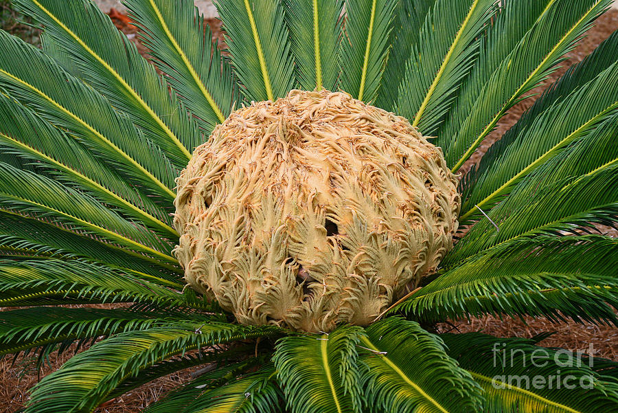 Palm Cycas Photograph by Karen Adams