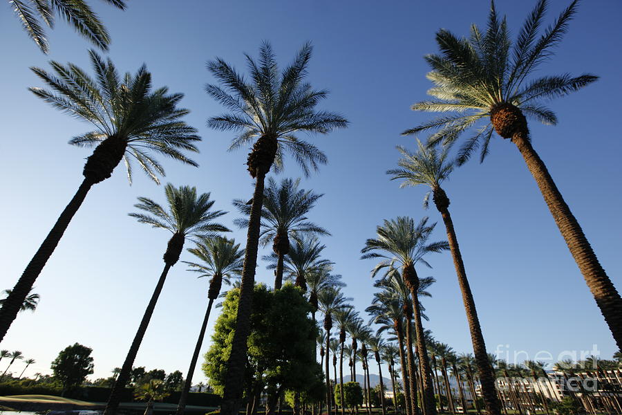 Palm Drive Photograph by Chris Selby - Fine Art America