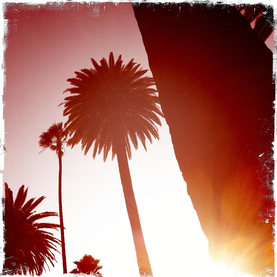 Palm Drive Sunset Photograph by Justine Connolly - Fine Art America