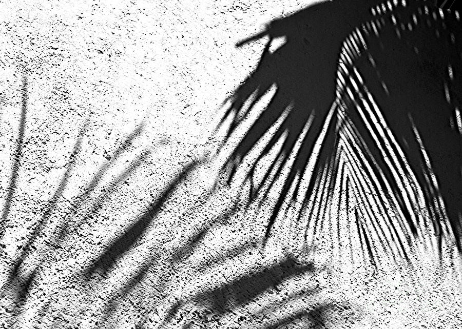 Palm Essence Photograph by Jim Rossol