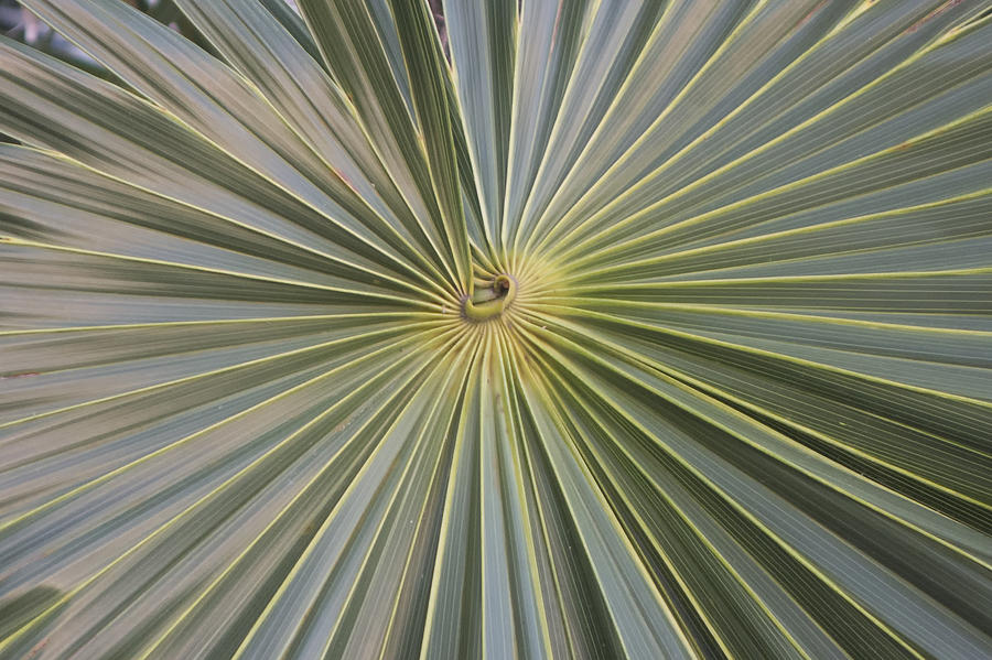 Palm Fan 2 Photograph by Jessica Levant