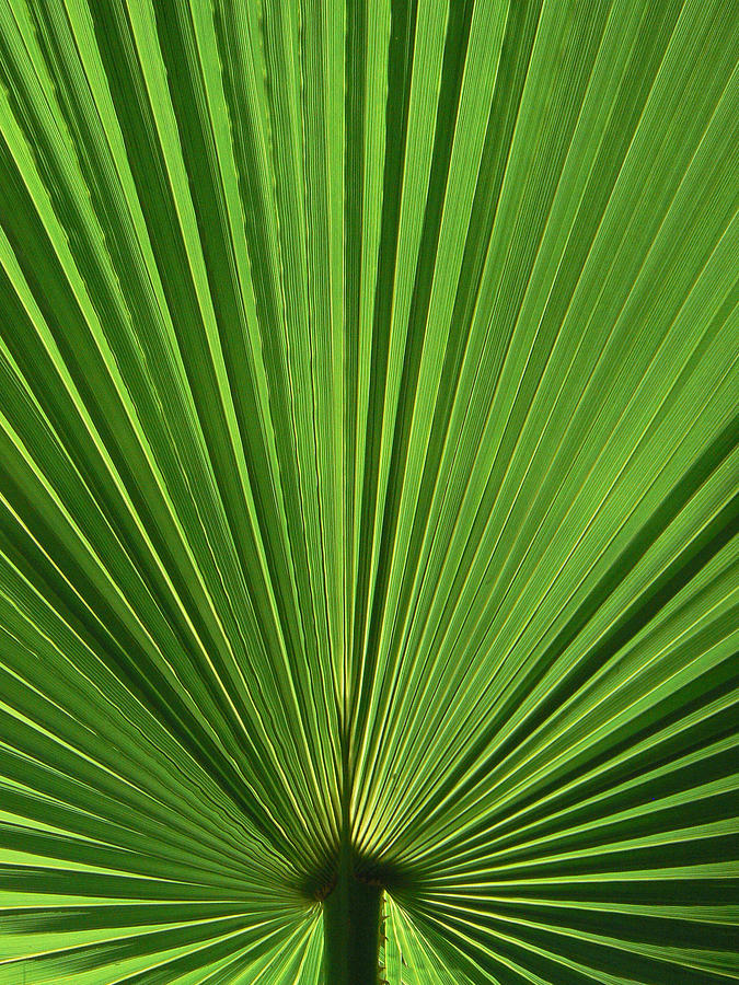 Palm Fan Design Photograph by Margaret Saheed