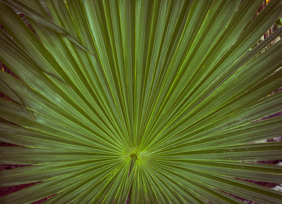 Palm Fan Photograph by Jessica Levant