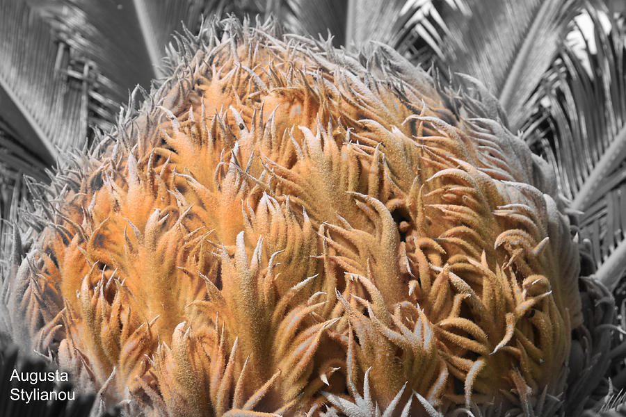 Palm Flower Photograph by Augusta Stylianou