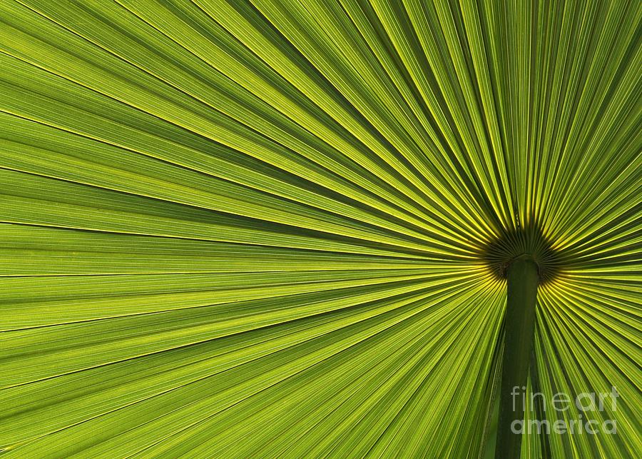 Palm Fron Abstract Photograph by Sabrina L Ryan