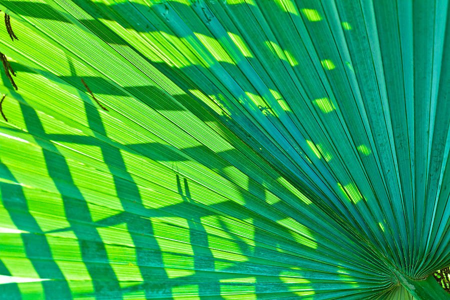 Palm Frond 2 Photograph by Ben Graham