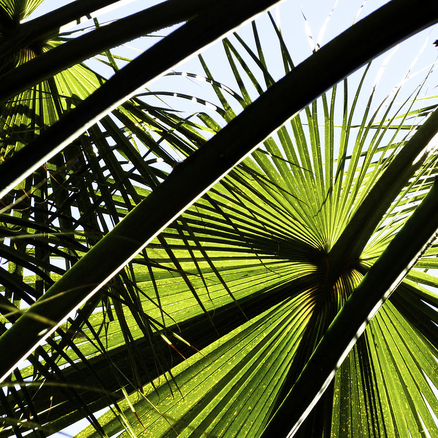 La Palm 3  Photograph by Gilbert Artiaga