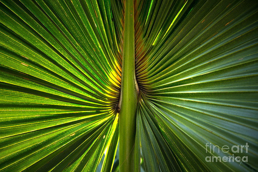 Palm Frond Abstract  Photograph by Sally Simon