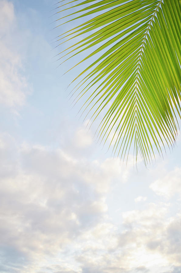 Palm Frond And Sky Photograph by Nine Ok