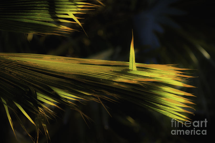 Palm Frond at Attention Photograph by Richard Mason