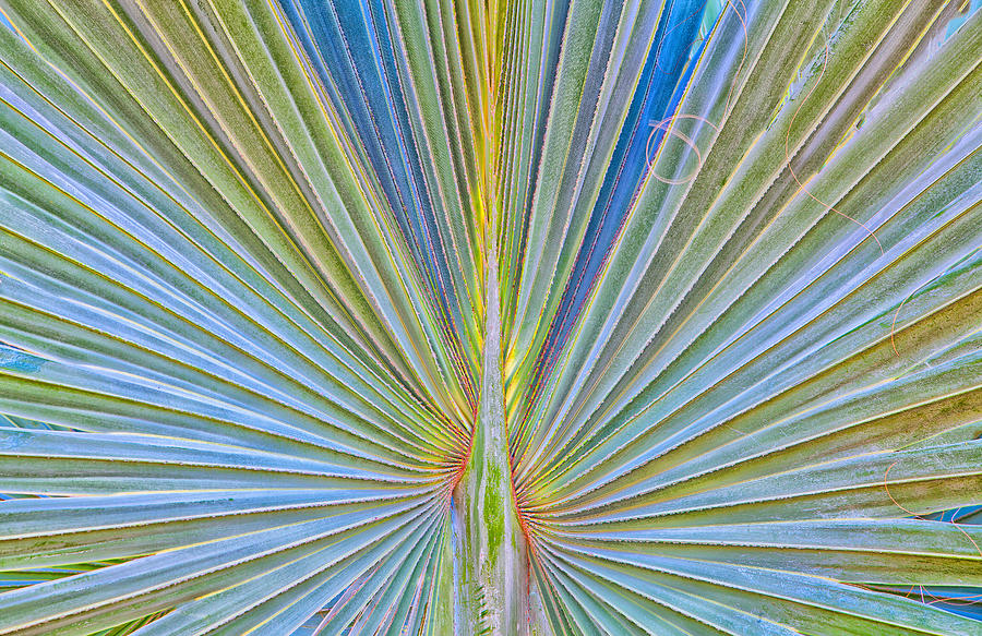 Palm Frond - Bismarckia Palm Madagascar Photograph by Ram Vasudev