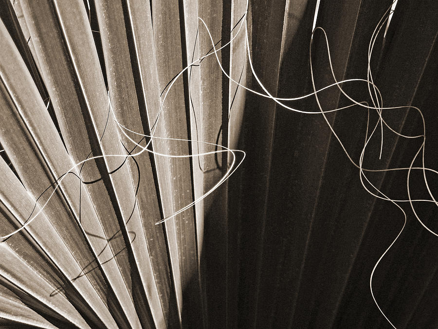 Palm Frond BW Sepia Abstract Photograph by Connie Fox
