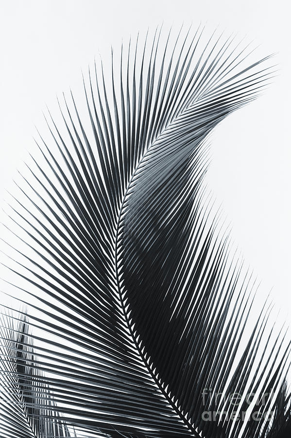 Palm frond curved upward towards sky _black and white photograph_ Photograph by Larry Dale Gordon