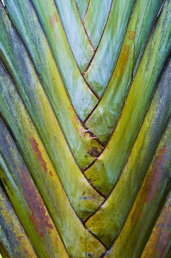 Palm Frond Photograph by Elaine Goss