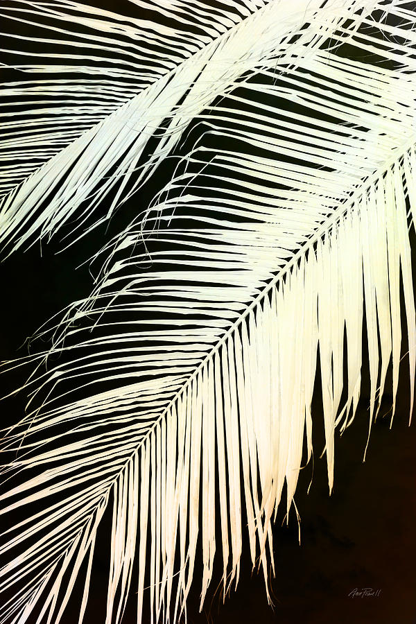 Abstract Photograph - Palm Frond in Sepia  by Ann Powell