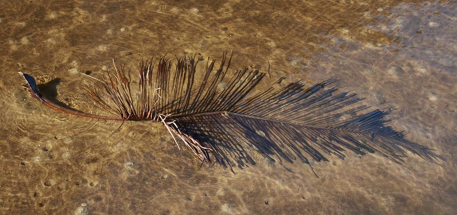 Water Photograph - Palm Frond in Water by John Black