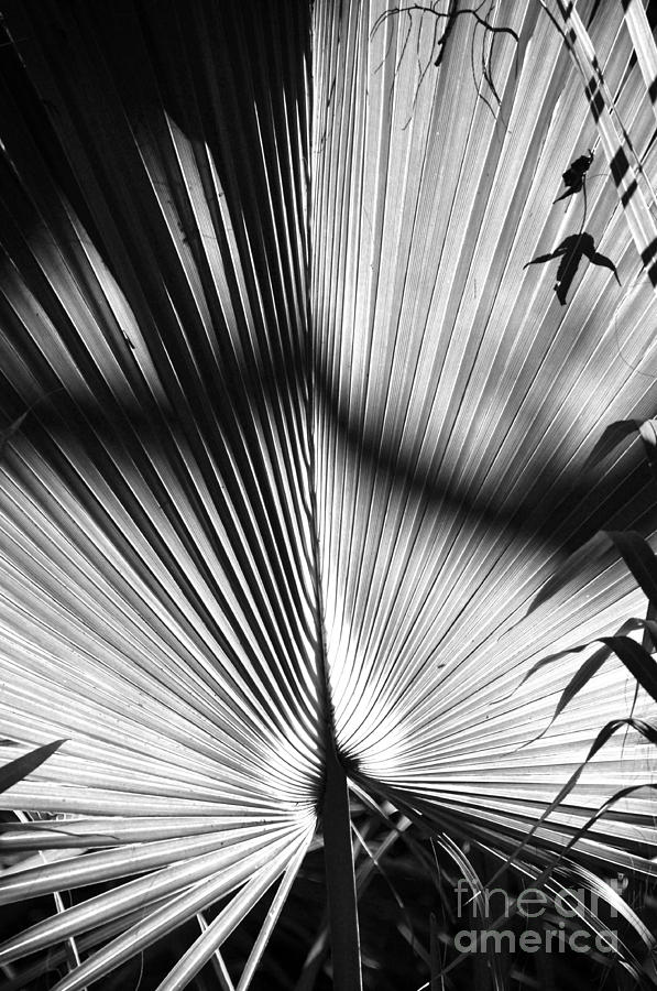 Palm frond Photograph by Joanne McCurry