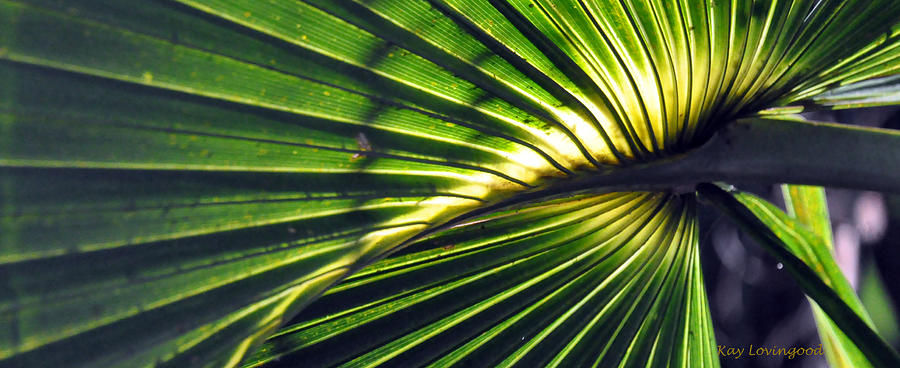 Palm Frond Photograph by Kay Lovingood