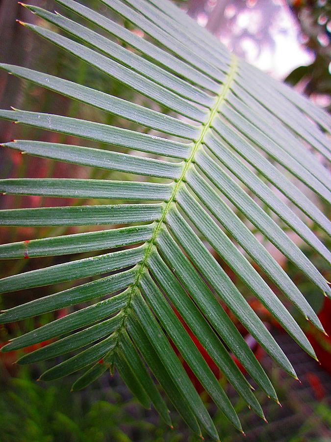 Palm Frond Photograph by MTBobbins Photography
