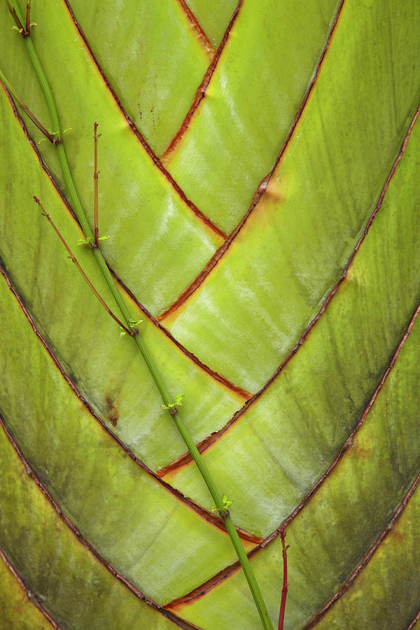 Pattern Photograph - Palm Frond Pattern, Coral Coast, Viti by David Wall