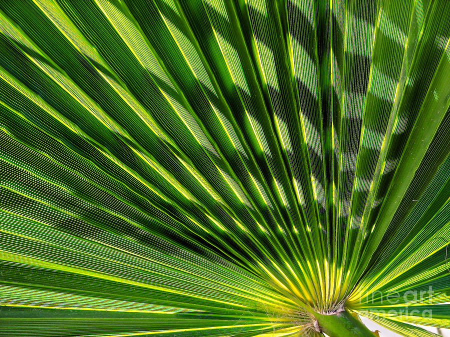 Palm Frond Photograph by Robert Bales