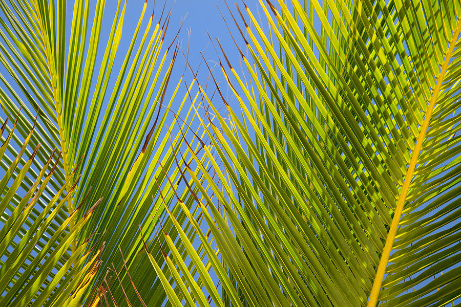 Palm Fronds Abstract Photograph by Allan Van Gasbeck
