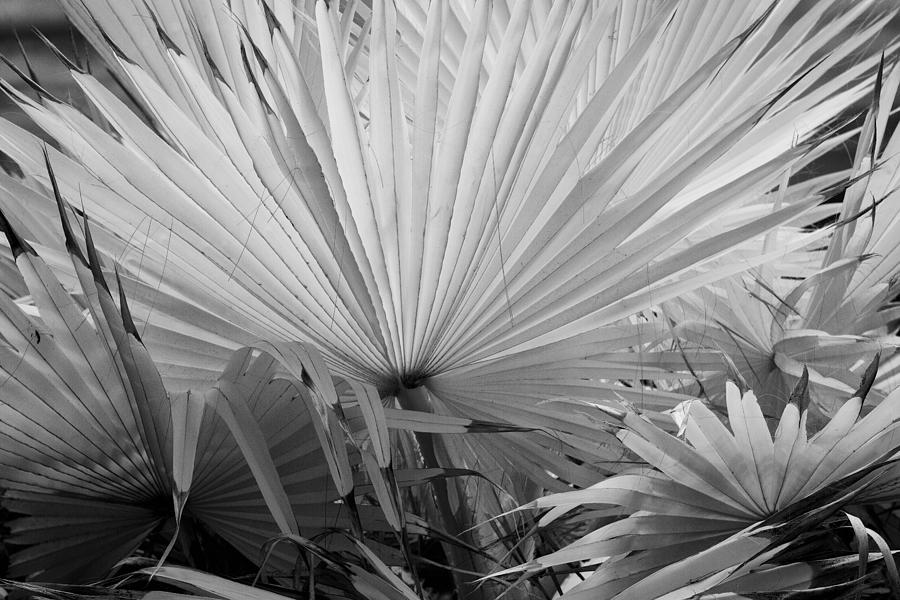 Palm fronds Photograph by Hugh Smith