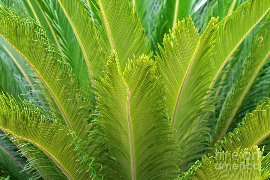 Palm Fronds Photograph by Karen Adams