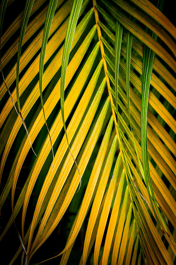 Palm Fronds Patterns Photograph by Roger Mullenhour
