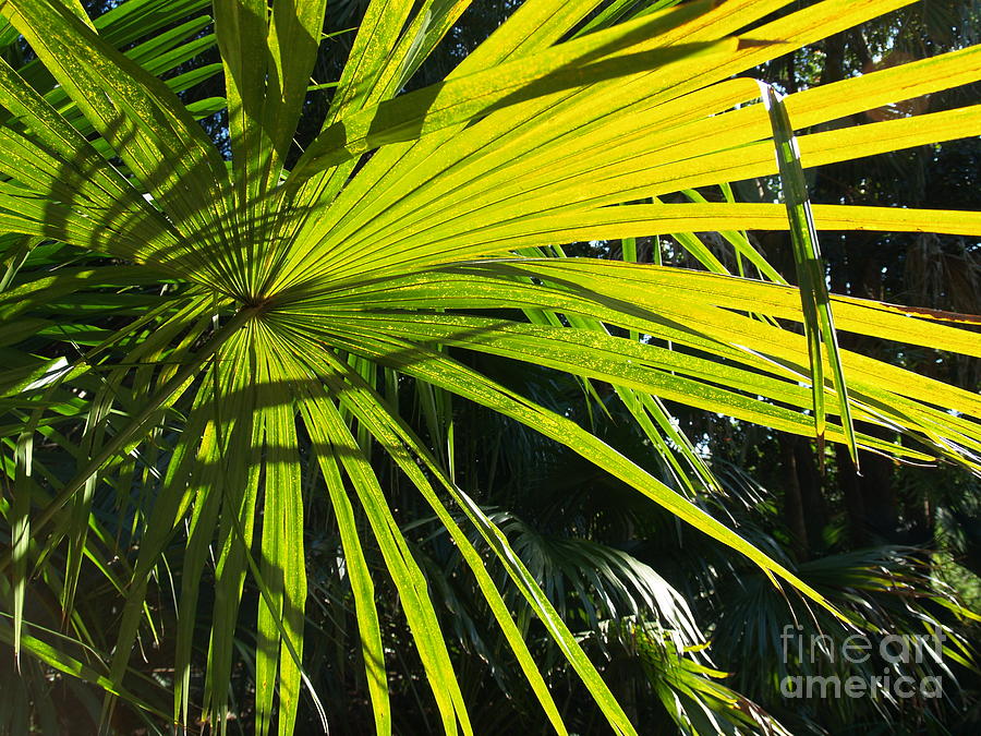 Palm Fronds Photograph by Robin Pedrero