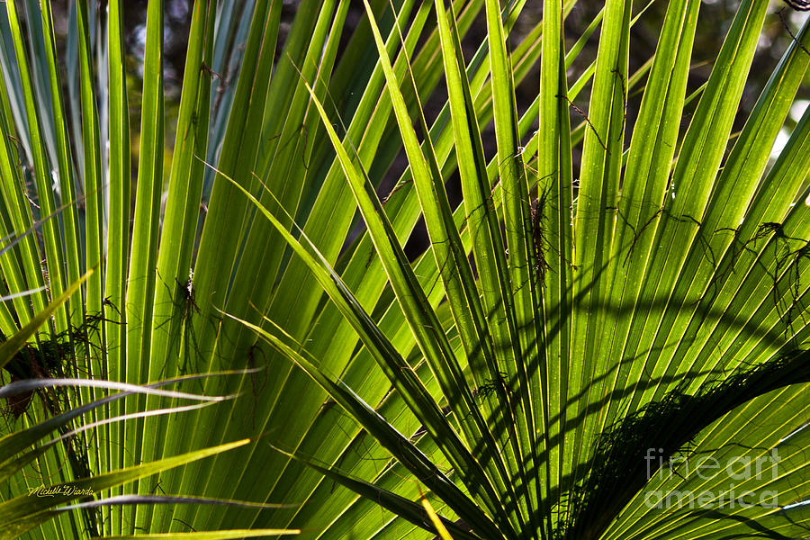 Palm Fusion Photograph by Michelle Constantine