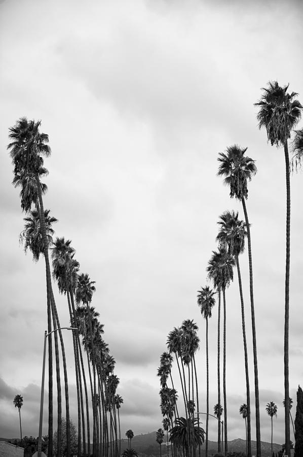 Palm Gate Photograph by Golam Thanviruddin - Fine Art America