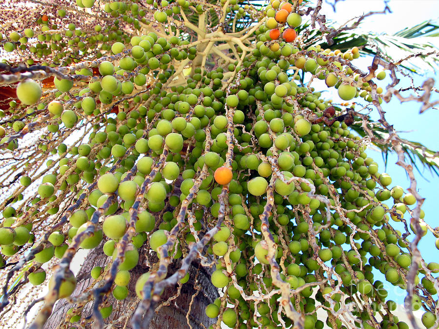 Palm Grapes Photograph by Kelly Holm