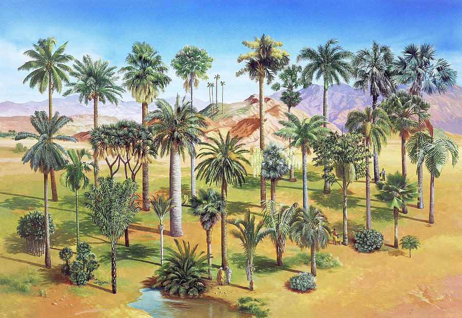Palm Grove Photograph by Science Photo Library Palm Grove Photograph by Science Photo Library