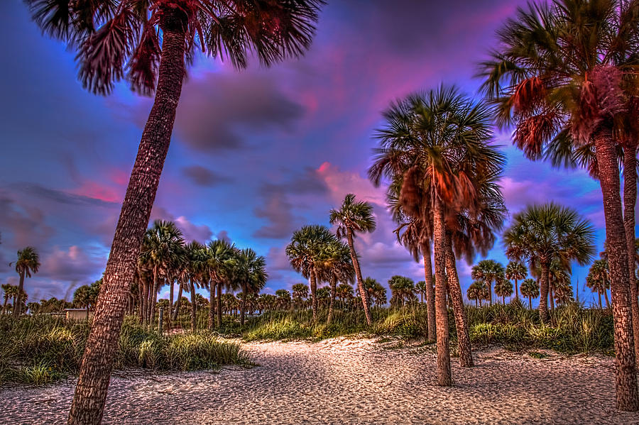 Sunset Photograph - Palm Grove by Marvin Spates