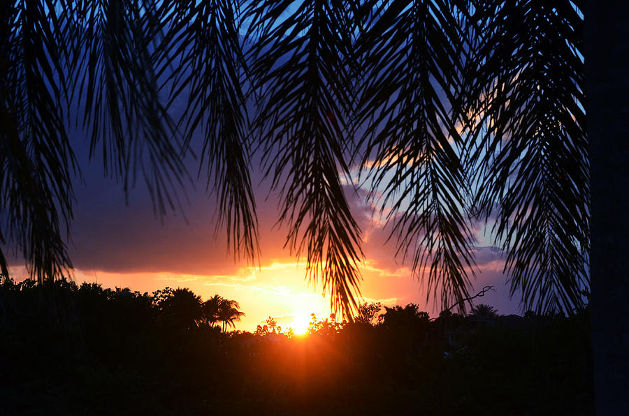 Palm Horizon Photograph by Laura Fasulo