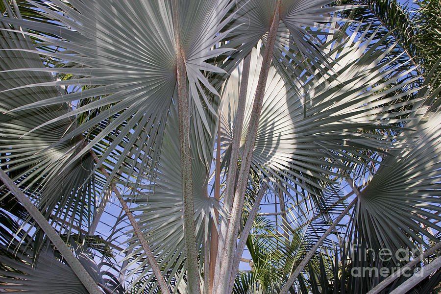 Palm House 1 Photograph by Chris Scroggins