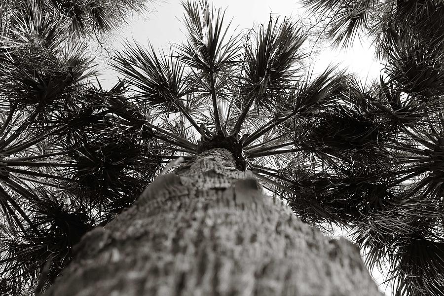 Palm in black and white Photograph by Jessica Brown