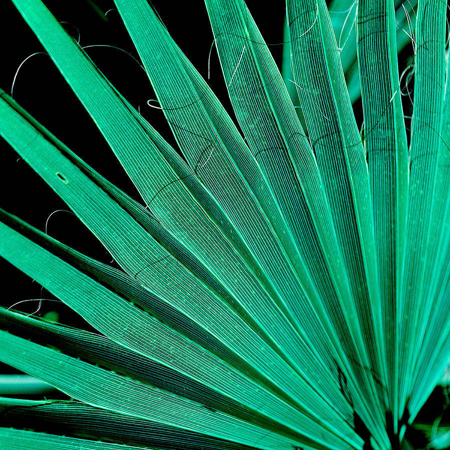 Palm in Closeup Photograph by Bonnie Bruno