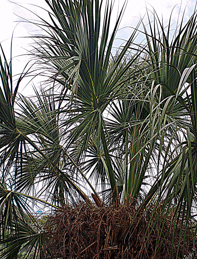 palm-in-costa-rica-photograph-by-glenn-aker-fine-art-america