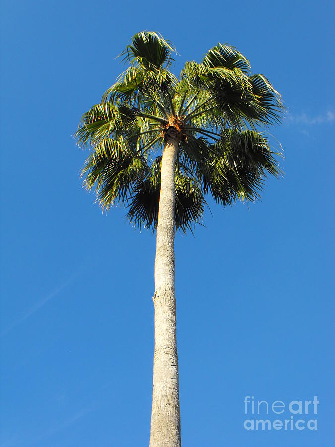 Palm in Florida Photograph by Erick Schmidt