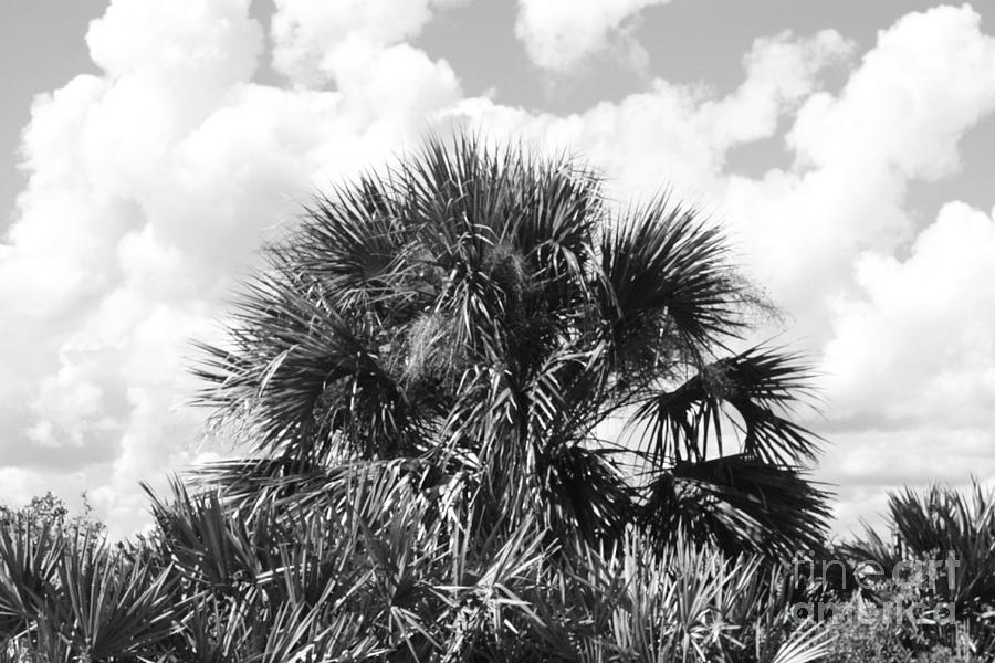 Palm In The Scrub Photograph