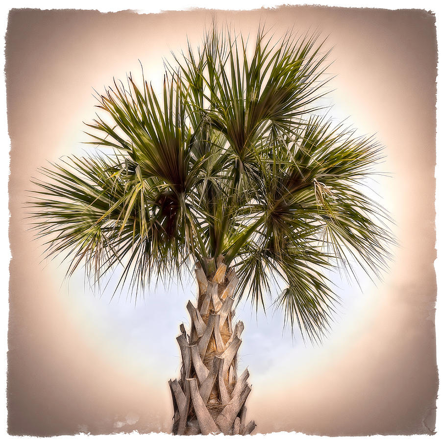 Palm Photograph by Jerry Golab