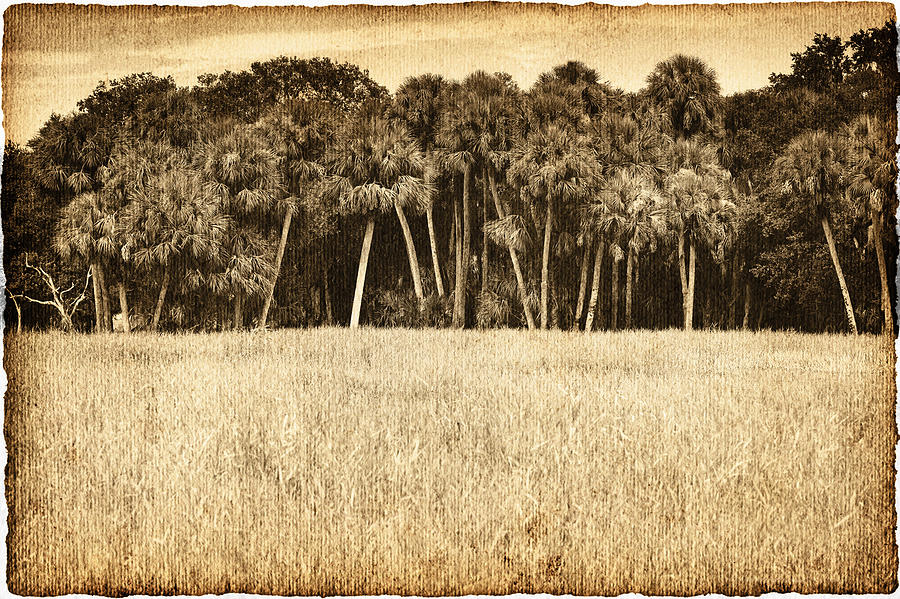 Jungle Photograph - Palm Jungle by Skip Nall