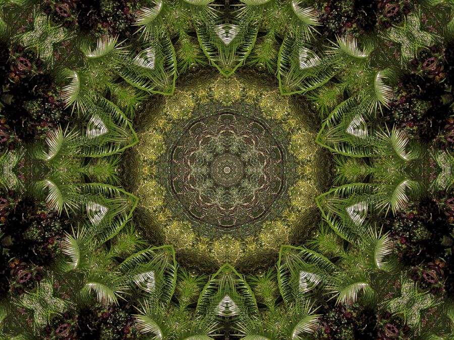 Palm Kaleidoscope Photograph by MTBobbins Photography
