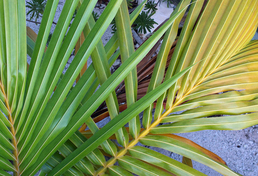 Palm Leaf Abstract Photograph by Duane McCullough