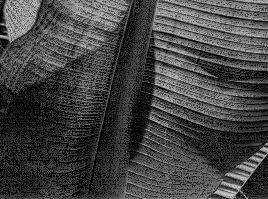 Palm Leaf Abstract in Black and White Photograph by Nadalyn Larsen